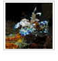 Harlequin Shrimp