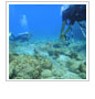 Divers