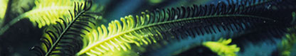 Featherstars (Comanthina nobilis), Bunken, Indonesia by Tegan Churcher Hoffman