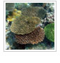 MPAs Help Corals Recover from Bleaching