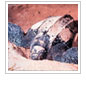 New Protections for Leatherback Sea Turtles