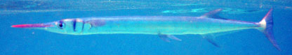 Needlefish, Fiji