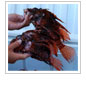 Tournament Reduces Lionfish Numbers and Increases Awareness