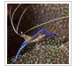 Pederson cleaner shrimp