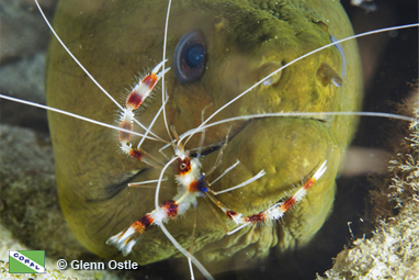 Banded coral shrimp with green moray eel
