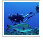 CORAL's Citizen Science Web Portal Launches in Hawaii
