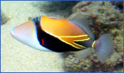 Reef Triggerfish (Rhinecanthus rectangulus)