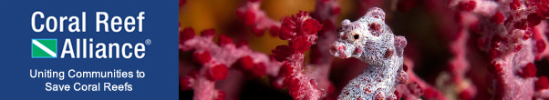 Pygmy Seahorse (Hippocampus bargibanti), Raja Ampat