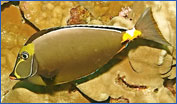 Naso Tang (Naso lituratus)