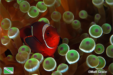Spine-Cheek Anemonefish (Premnas biaculeatus), Wakatobi, Indonesia by Matt Grace