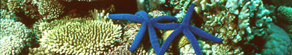 Reef scene, Fiji