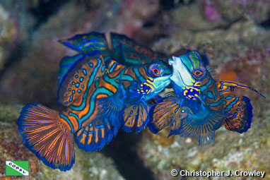 Sweetlips (Plectorhinchus sp.), Indonesia