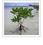 Study Finds Mangroves Are Key to Combating Climate Change