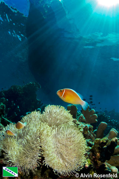 Pink anemonefish (Amphiprion perideraoin) near Siladen, Indonesia by Alvin Rosenfeld