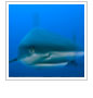 Swimming with Sharks