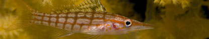 Longnose Hawkfish (Oxycirrhites typus), Papua New Guinea by Dennis Liberson