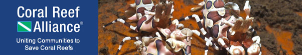 Harlequin Shrimp (Hymenocera elegans)