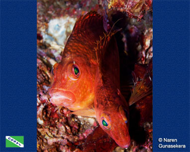 Hawkfish (Cirrhitichthys sp.), Sri Lanka