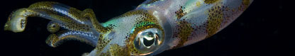 Reef squid (Sepioteuthis sp.), West Papua Mar, Indonesia by Jeff Yonover