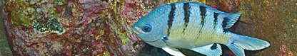 Hawaiian Sergeant (Abudefduf abdominalis), Hawaii by Jim Tolonen