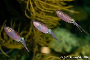 Bigfin reef squid (Sepioteuthis lessoniana), Papua New Guinea by A.A. Rosenfeld, MD