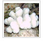 Worldwide coral bleaching