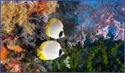 Panda butterflyfish (Chaetodon adiergastos)
