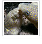 Sharptail eels (Myrichthys breviceps)