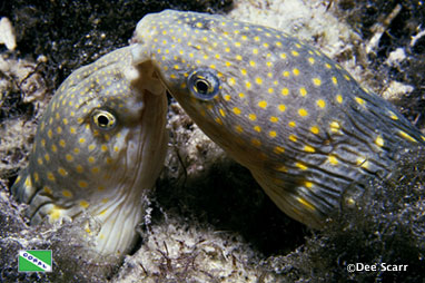 Sharptail eels (Myrichthys breviceps) by Dee Scarr