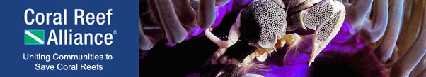 Spotted Porcelain Crab (Neopetrolisthes sp.), Myanmar