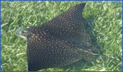 Spotted Eagle Ray (Aetobatus narinari)
