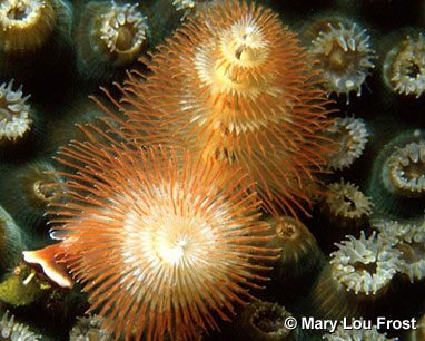 Christmas Tree Worm (Spirobranchus giganteus), Cayman Islands