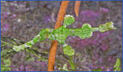 Halimeda Ghost Pipefish (Solenostomus halimeda)