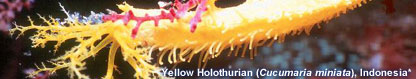 Yellow Holothurian (Cucumaria miniata)