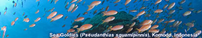 Sea Goldies (Pseudanthias squamipinnis), Komodo, Indonesia