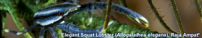 Elegant Squat Lobster