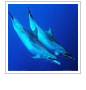 Dolphins
