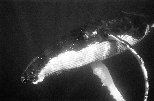 Humpback Flyby