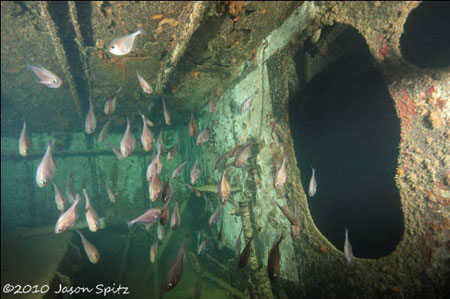 School of glassy sweepers by Jason Spitz