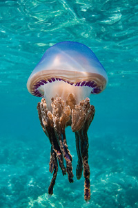 Reef life winning image