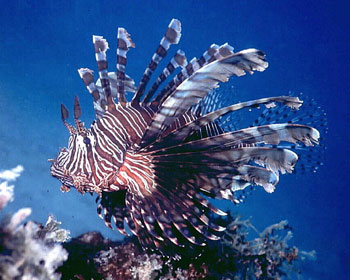 Lionfish