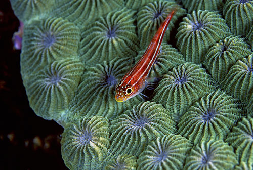 Neon Triplefin
