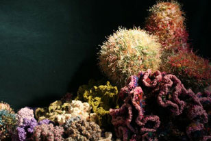 Crochet Coral Reef