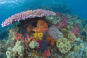 West Papua Province, Indonesia; credit: © Jeff Yonover