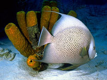 CORAL to Launch Ten Strategic Program Sites in 5 years