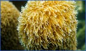 Pillar Coral