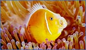 Pink Anemonefish