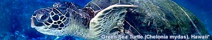 CORAL works to save reefs and species like this green sea turtle