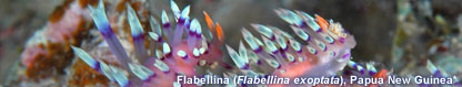 Flabellina, Papua New Guniea