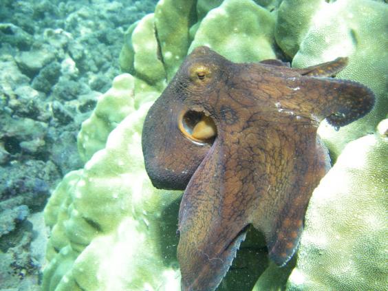 Octopus